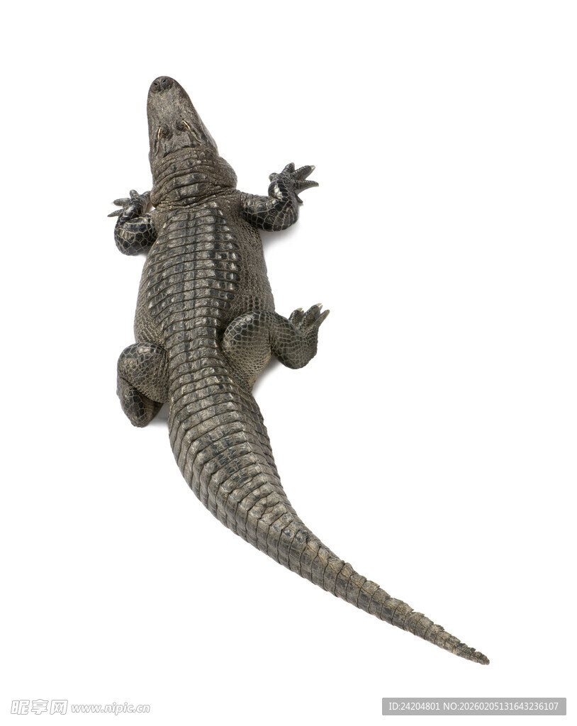 鳄鱼模型