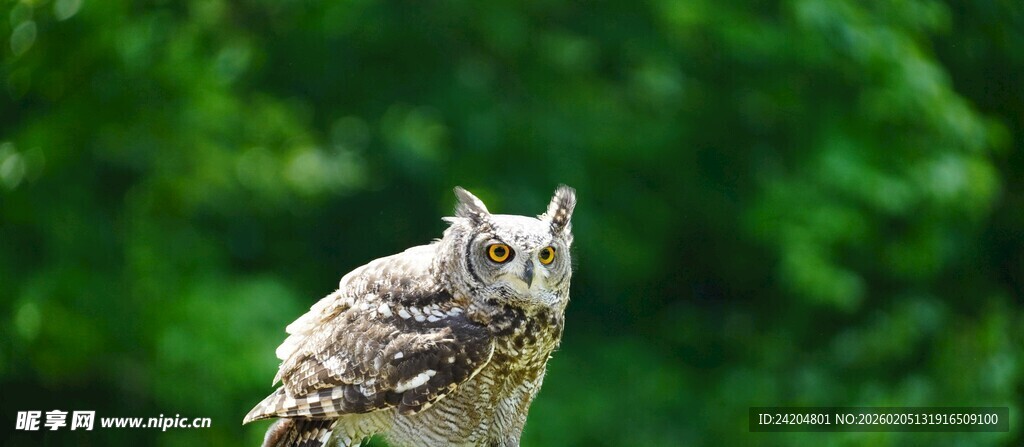 栖息枝头的猫头鹰