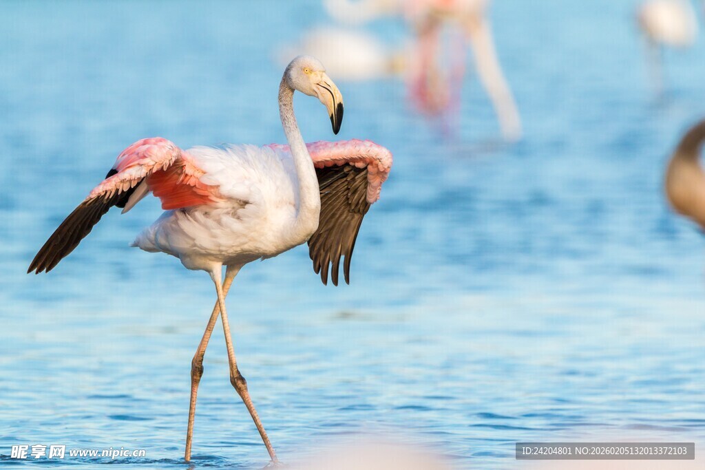展翅的火烈鸟于蓝色水域