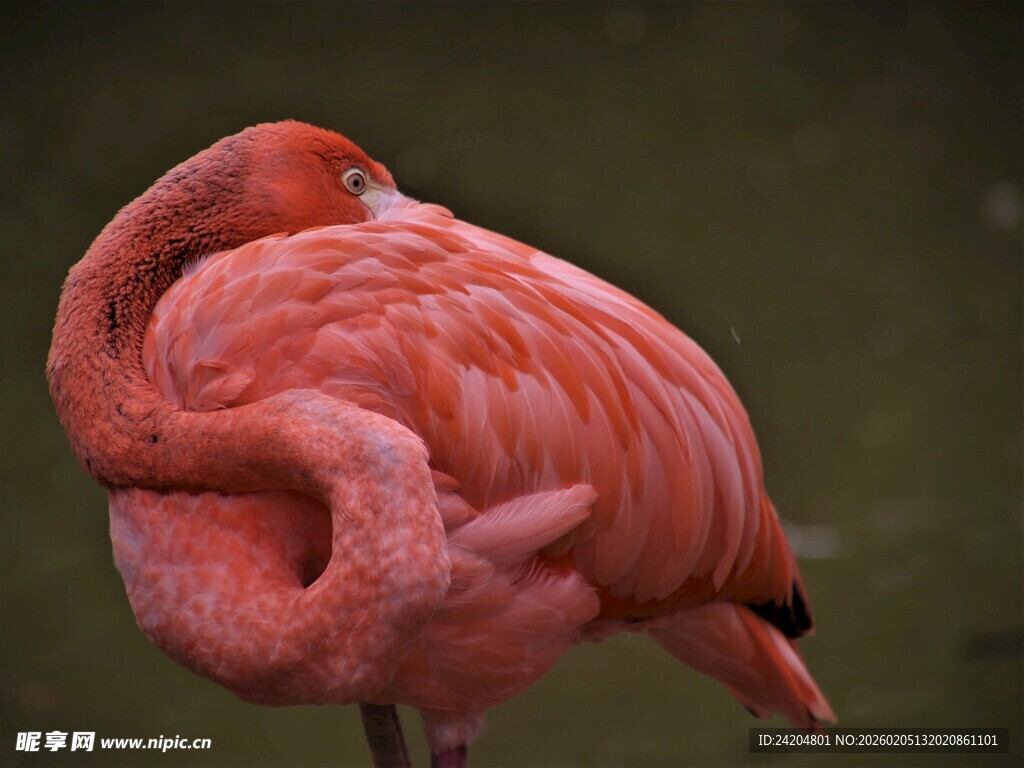 休憩的粉红色火烈鸟