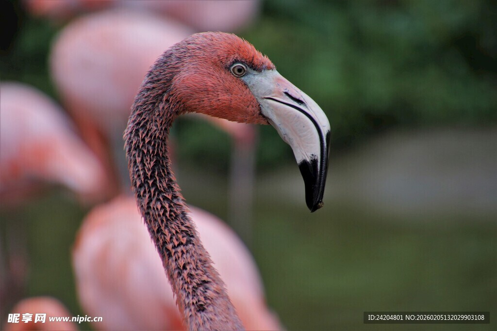 优雅火烈鸟特写