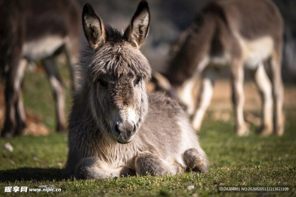 草地上休憩的可爱毛驴