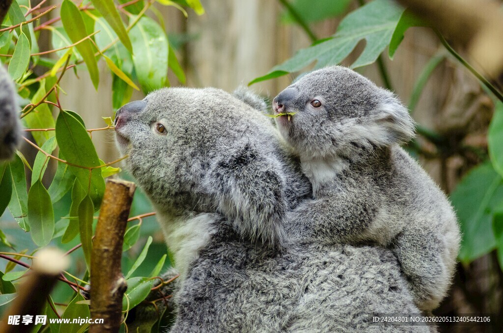 考拉母子依偎在枝叶间