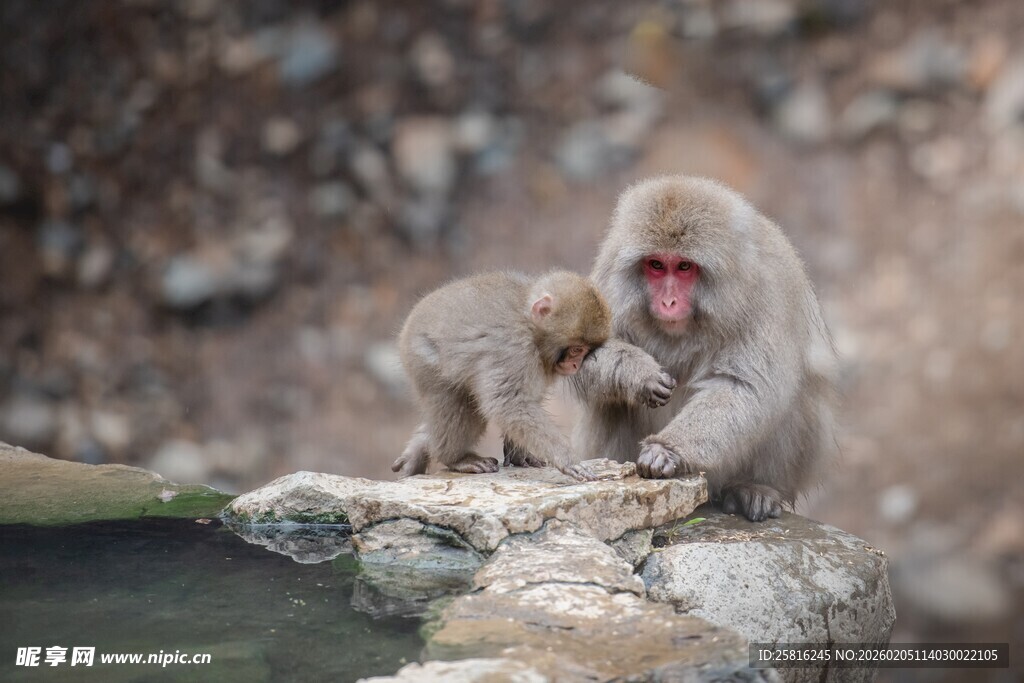 雪猴母子依偎在温泉边