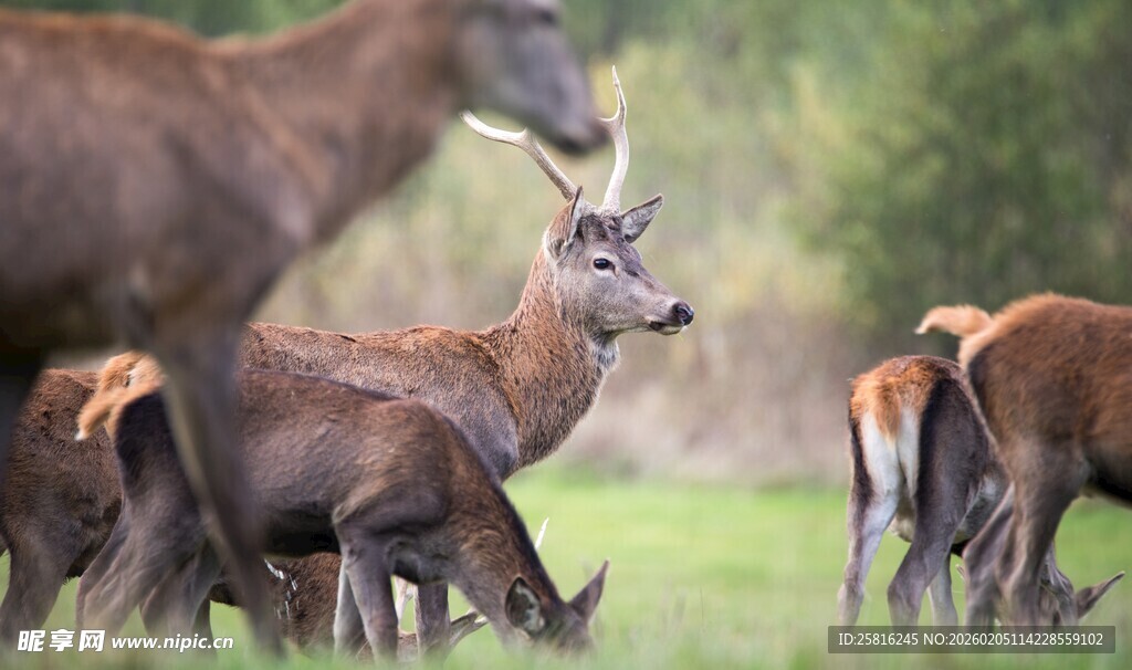 鹿群在草地悠然觅食