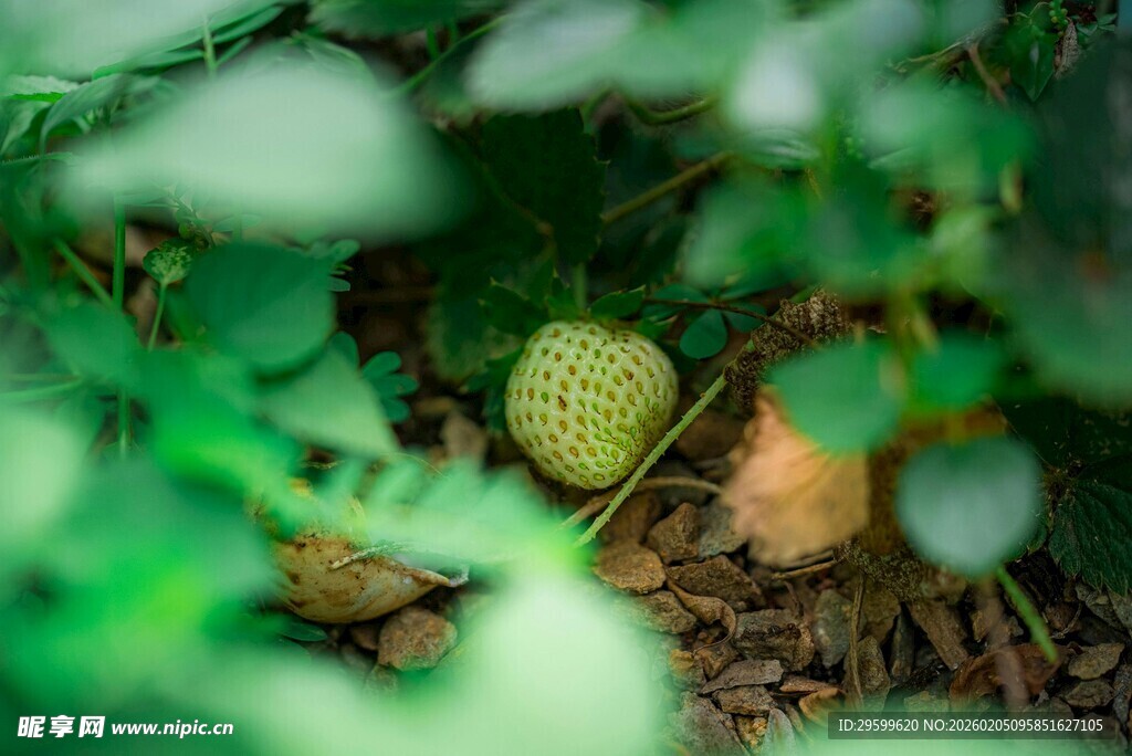 绿叶间的奇异果实