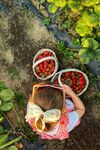 女孩采摘草莓的美好瞬间