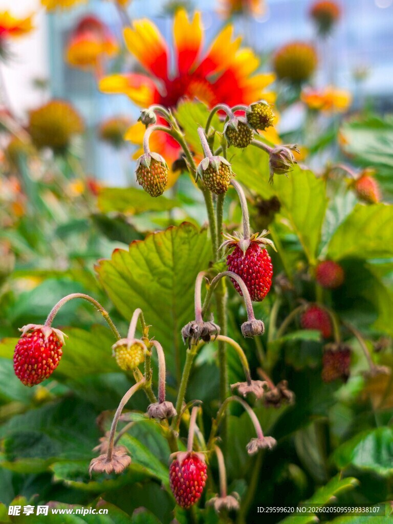 鲜艳花朵与红果的自然景致