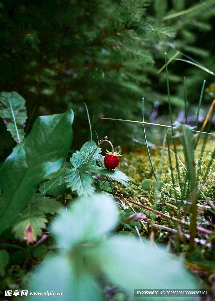 草丛中的鲜艳红果
