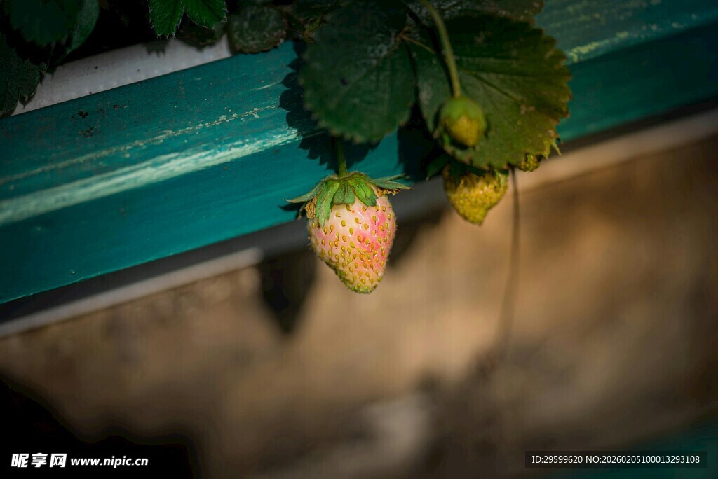 垂挂的鲜嫩草莓