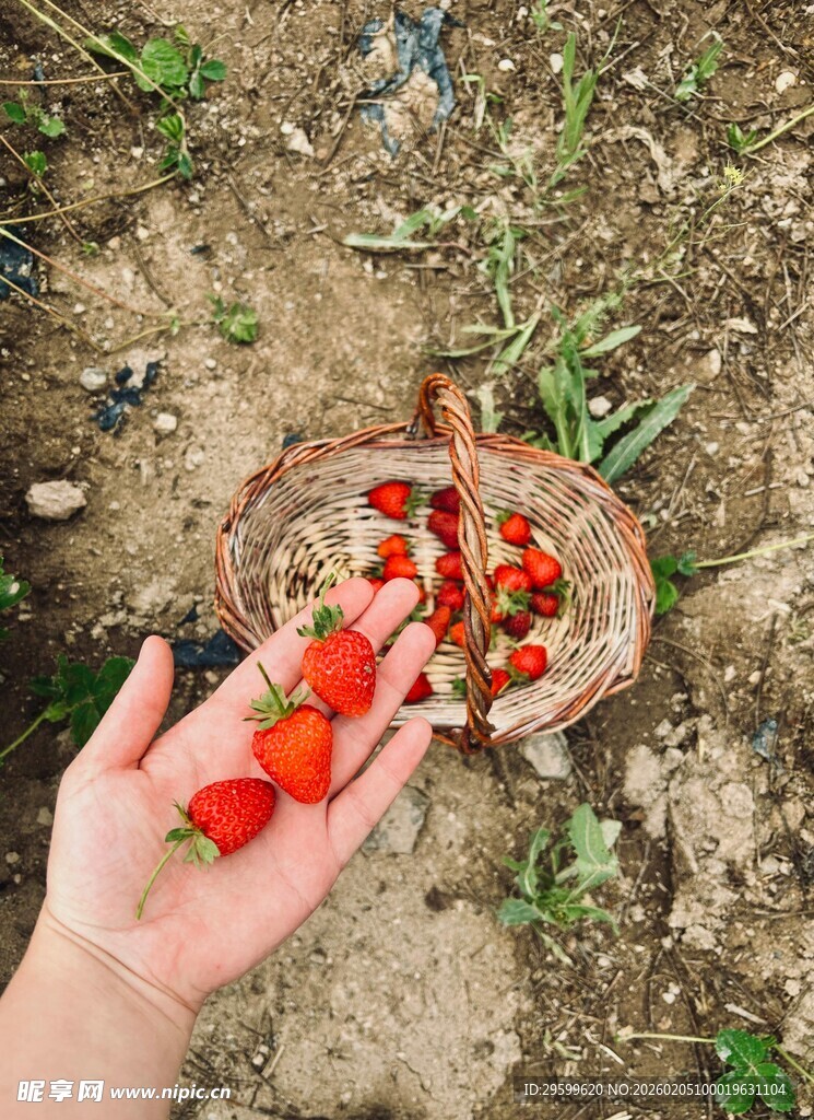 手捧新鲜采摘的草莓