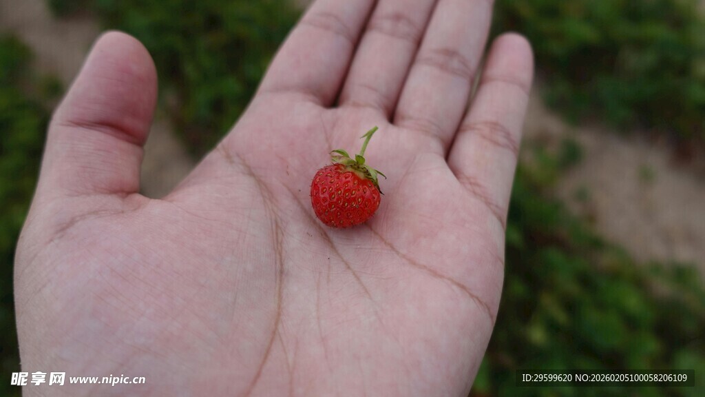 掌心的迷你鲜红草莓