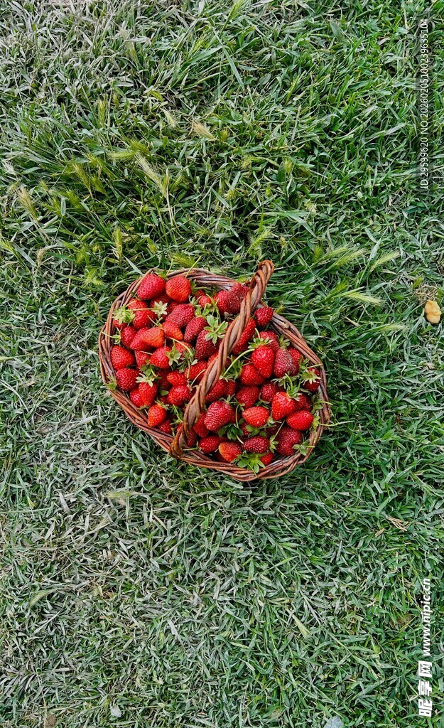 草地上的一篮新鲜红番茄