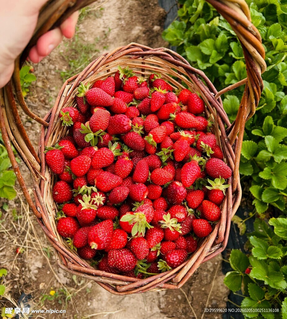 装满草莓的藤编篮