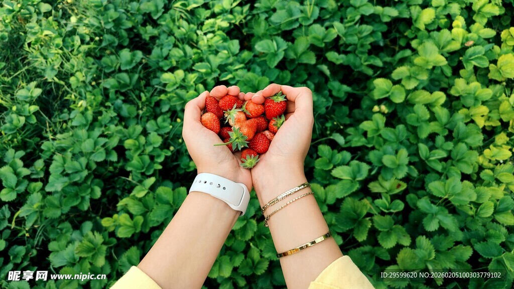 双手捧爱心形草莓