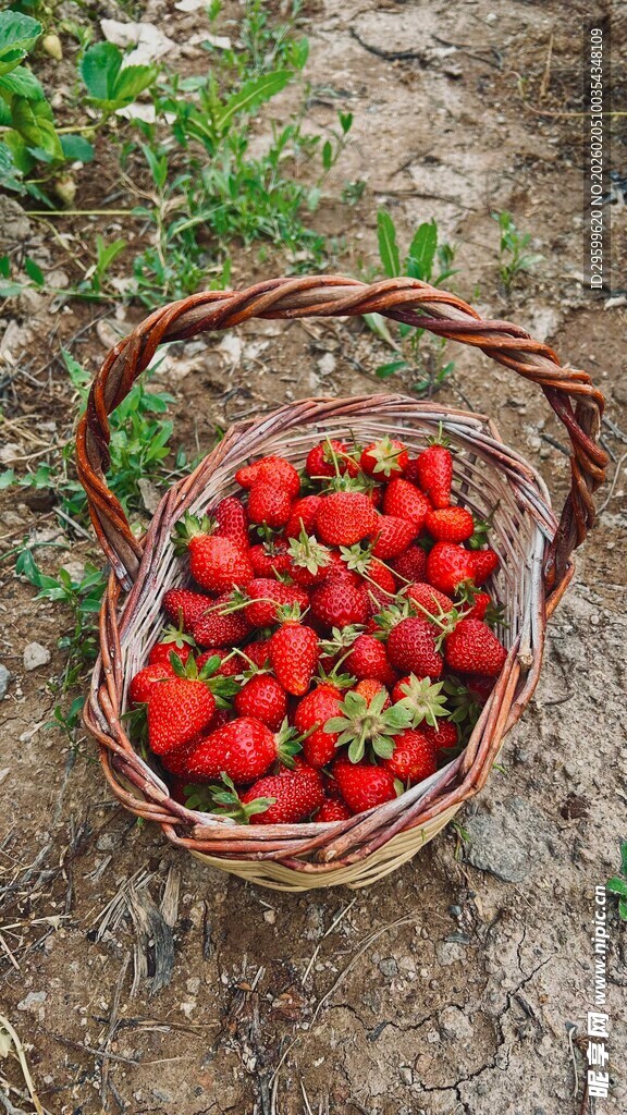 篮子里的新鲜红草莓
