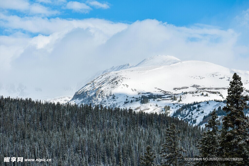 雪山下的茂密森林景观