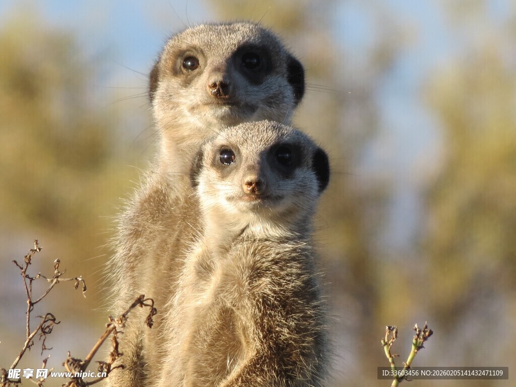 两只猫鼬并肩站立
