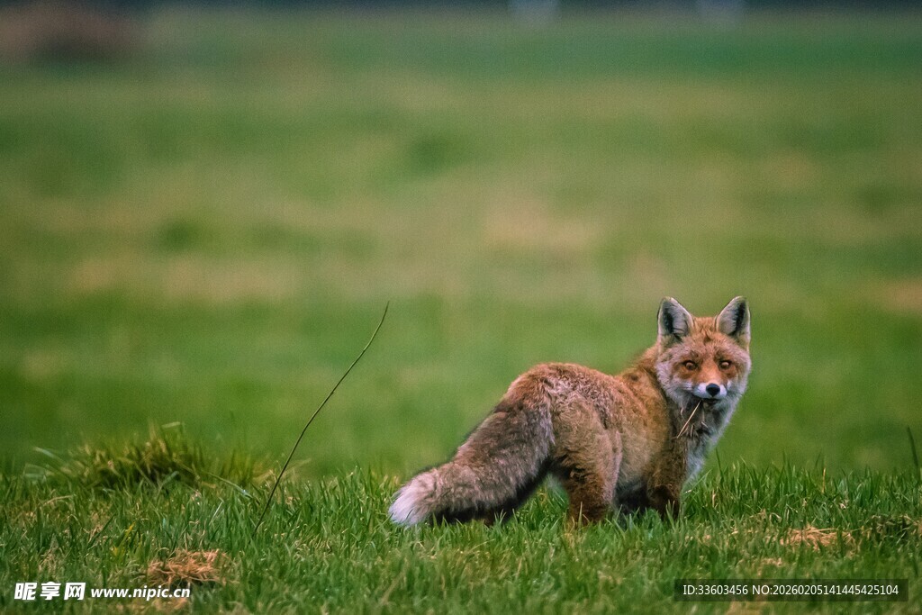 草地上的可爱小狐狸