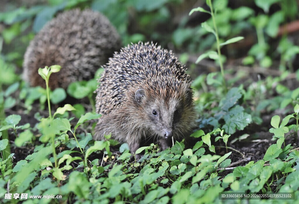 草丛中的两只小刺猬