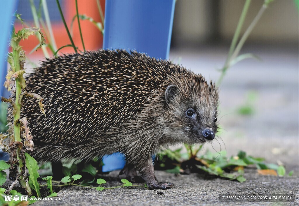 户外觅食的小刺猬
