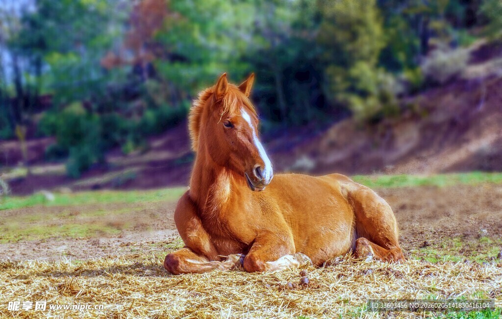 草原上休憩的棕色骏马