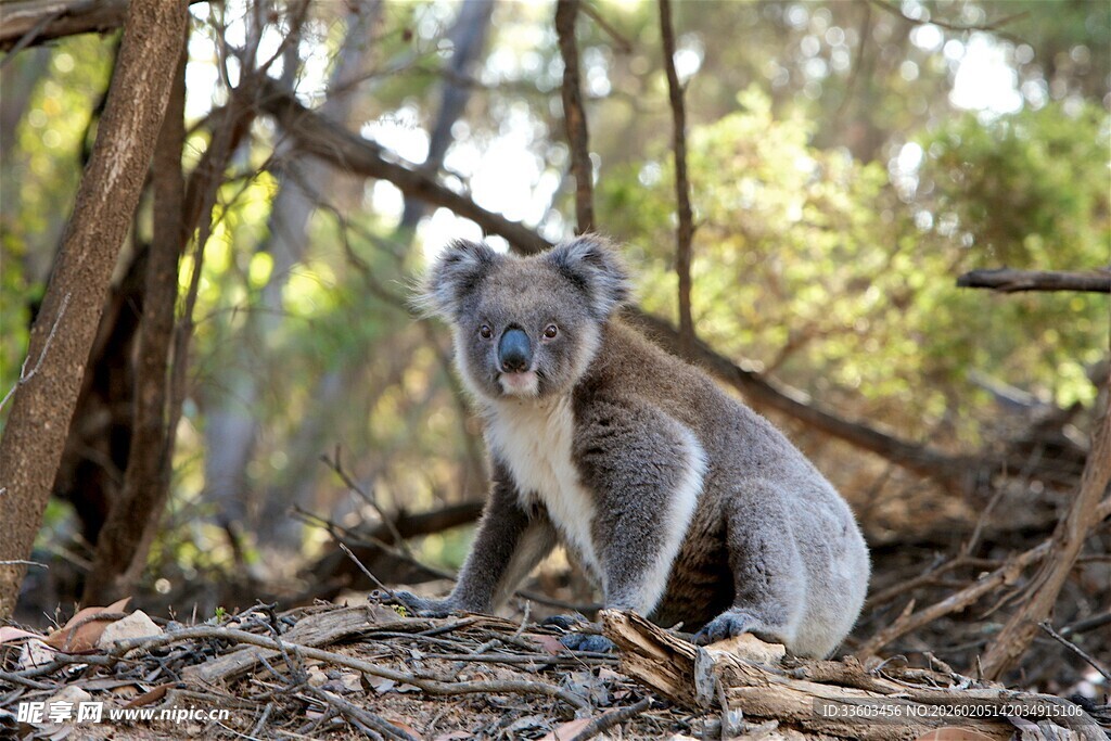 森林中的考拉