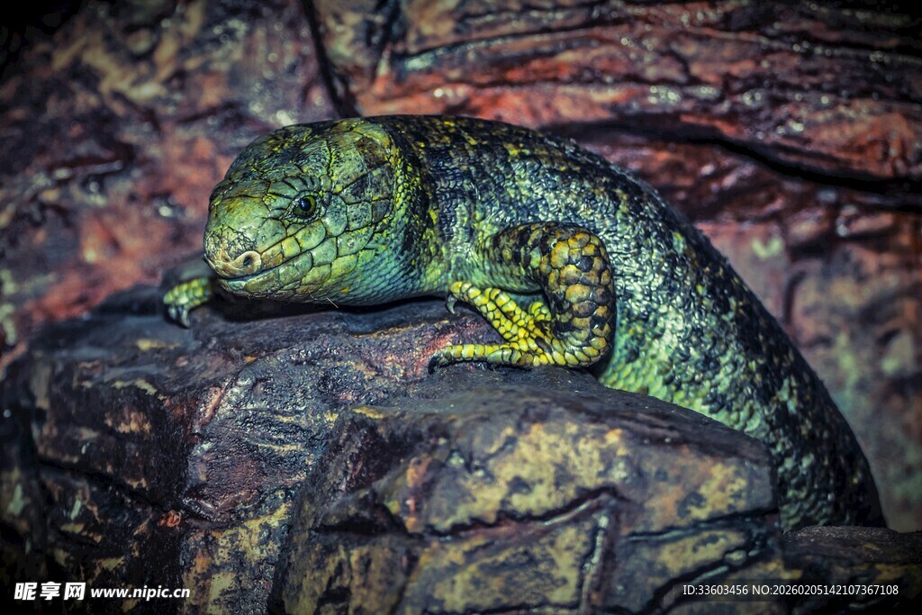岩石上的多彩蜥蜴