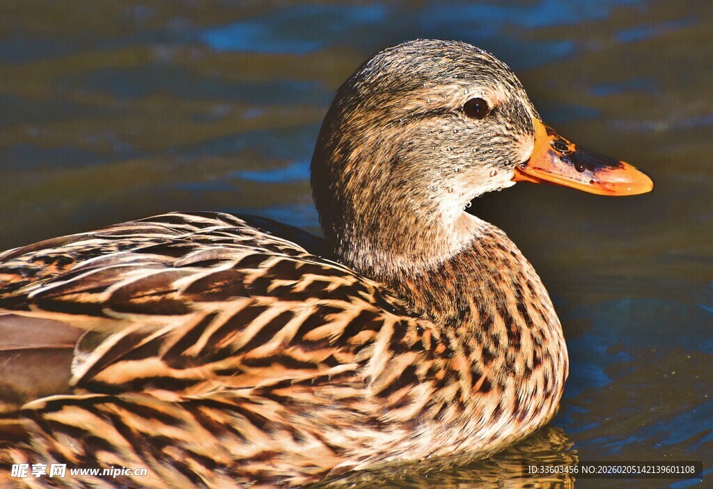 水中游弋的斑纹鸭子