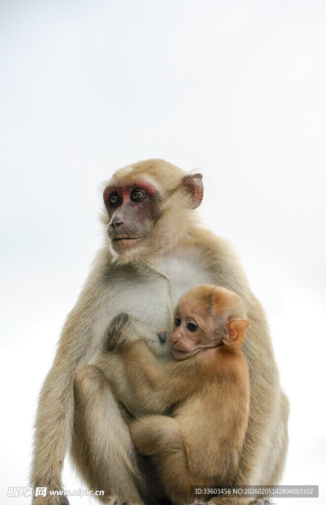 母猴与小猴温馨依偎