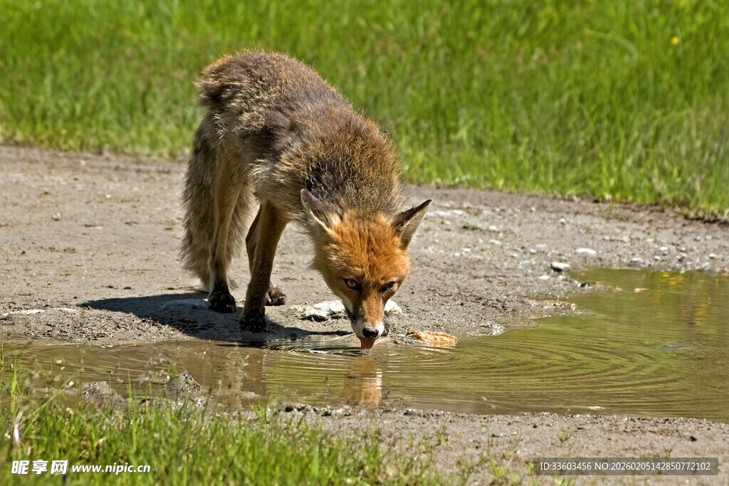 狐狸低头嗅闻小水洼
