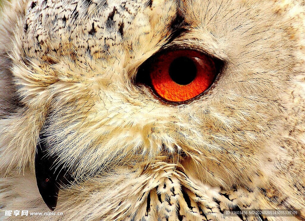 猫头鹰炯炯有神的红眼睛