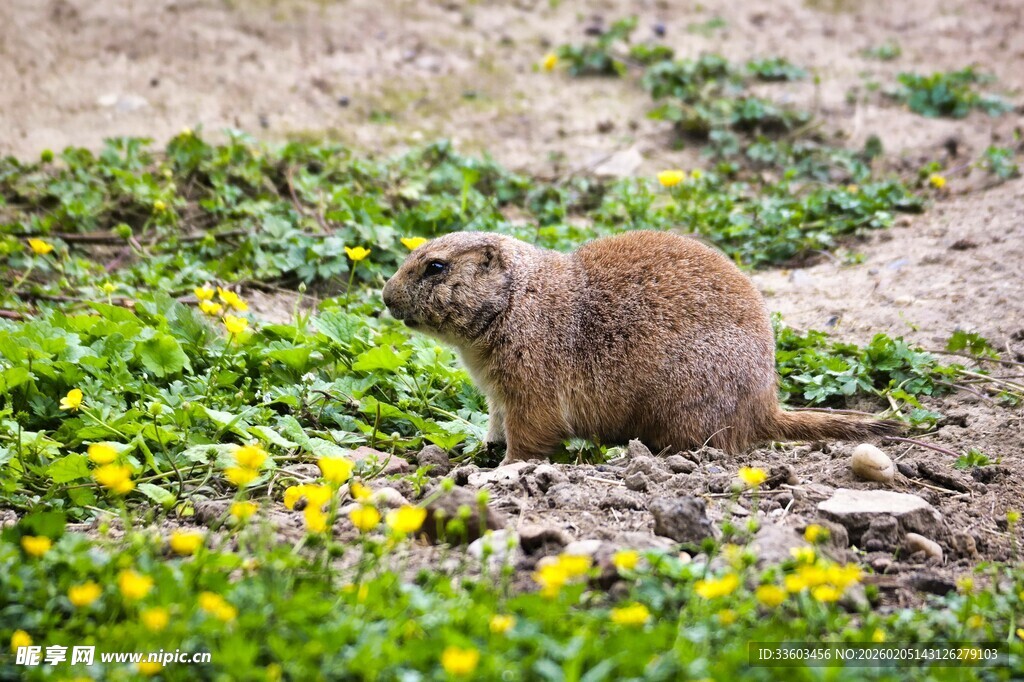 草原上的可爱土拨鼠