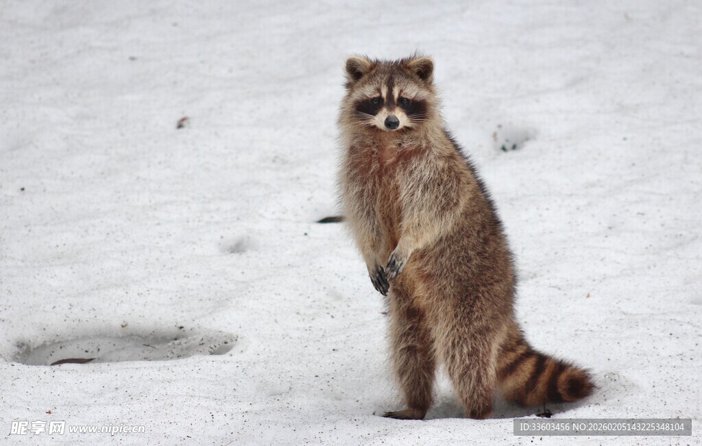 雪地中站立的浣熊