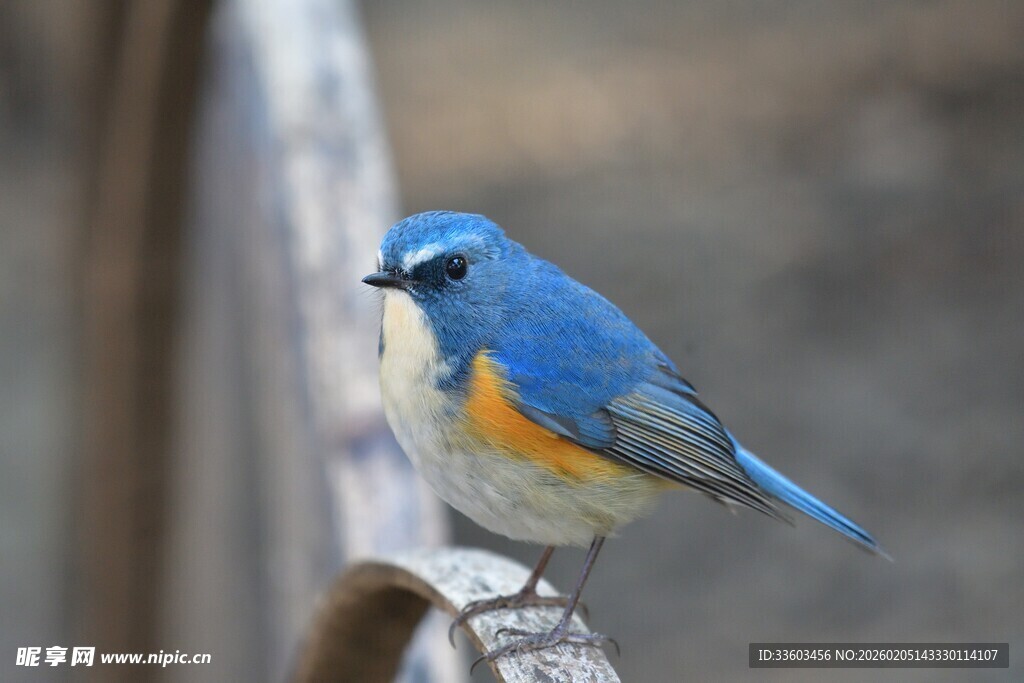 蓝色小鸟栖息于栏杆上