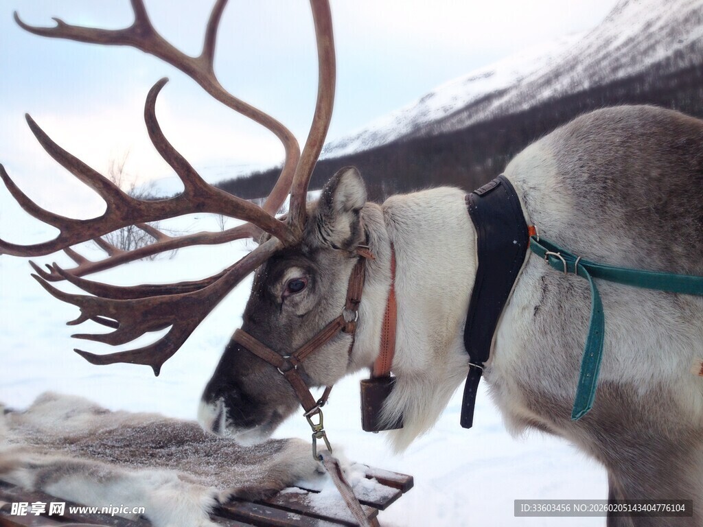 驯鹿雪中特写