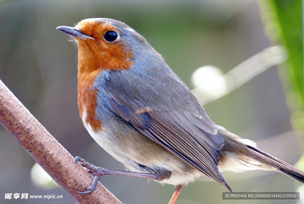 枝头的橙色胸脯小鸟