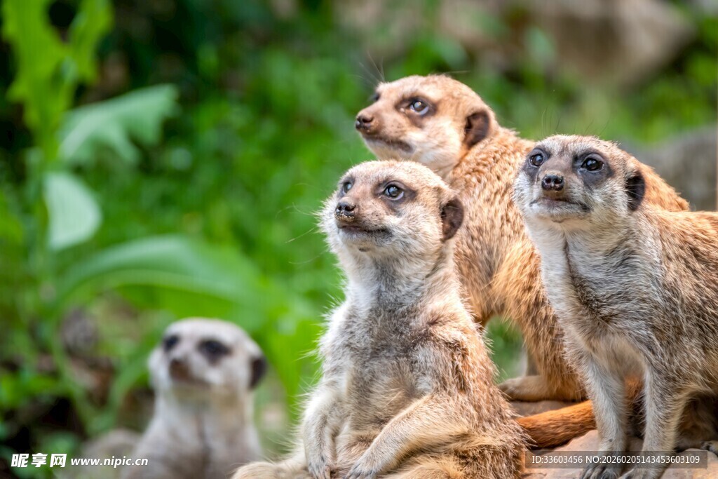 一群猫鼬眺望远方
