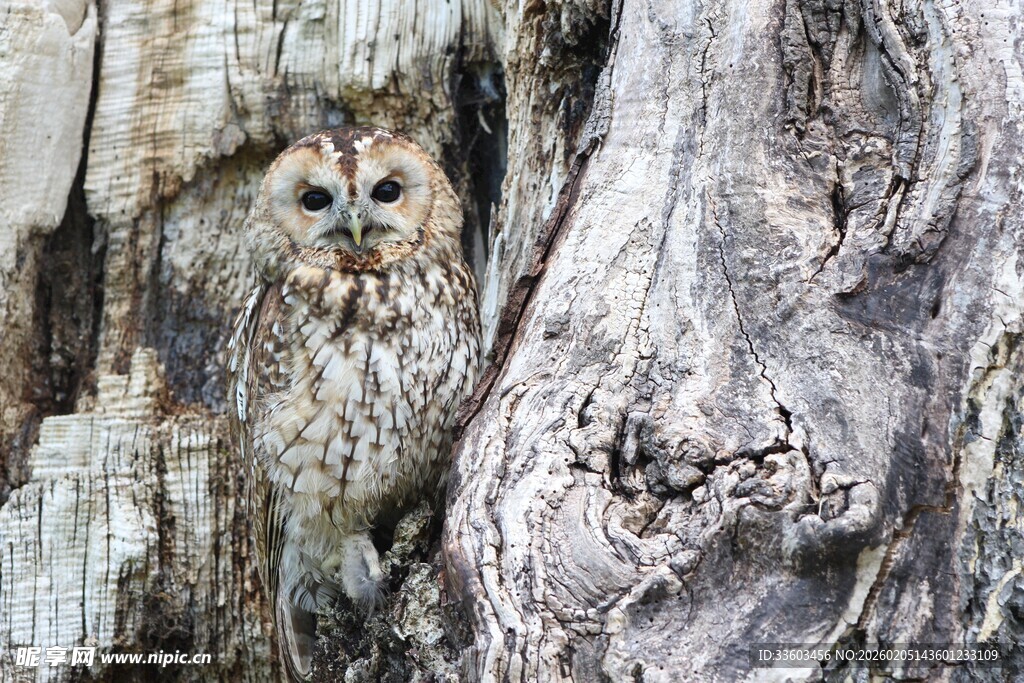 树洞中隐藏的猫头鹰