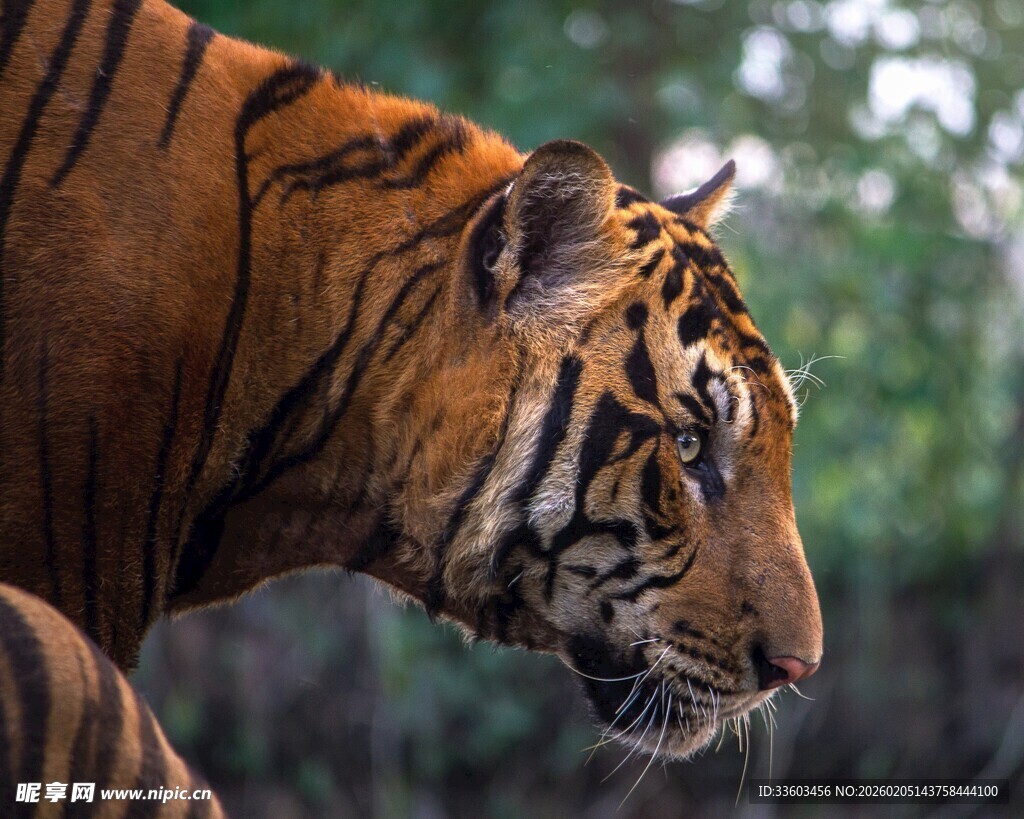 威风凛凛的老虎特写