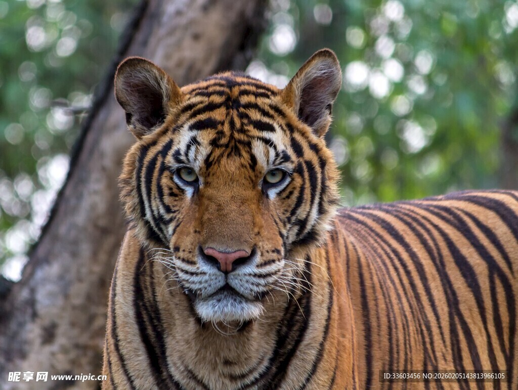 森林中的威武老虎