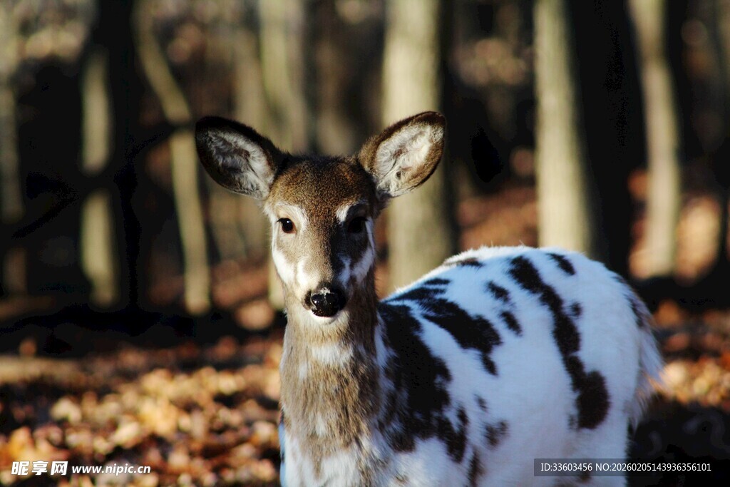 斑点小鹿于秋日林间