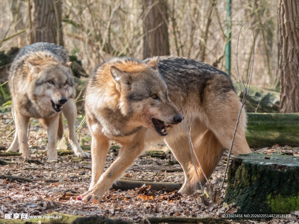 森林中漫步的两只野狼