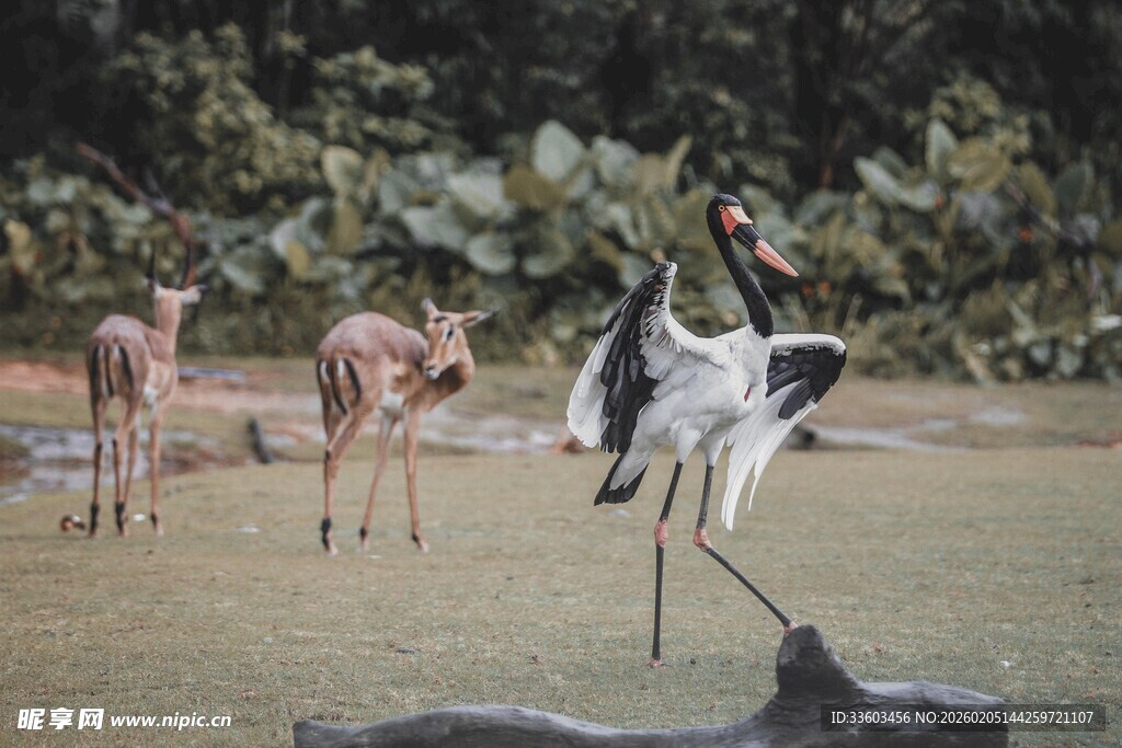 草原上的鸵鸟与羚羊