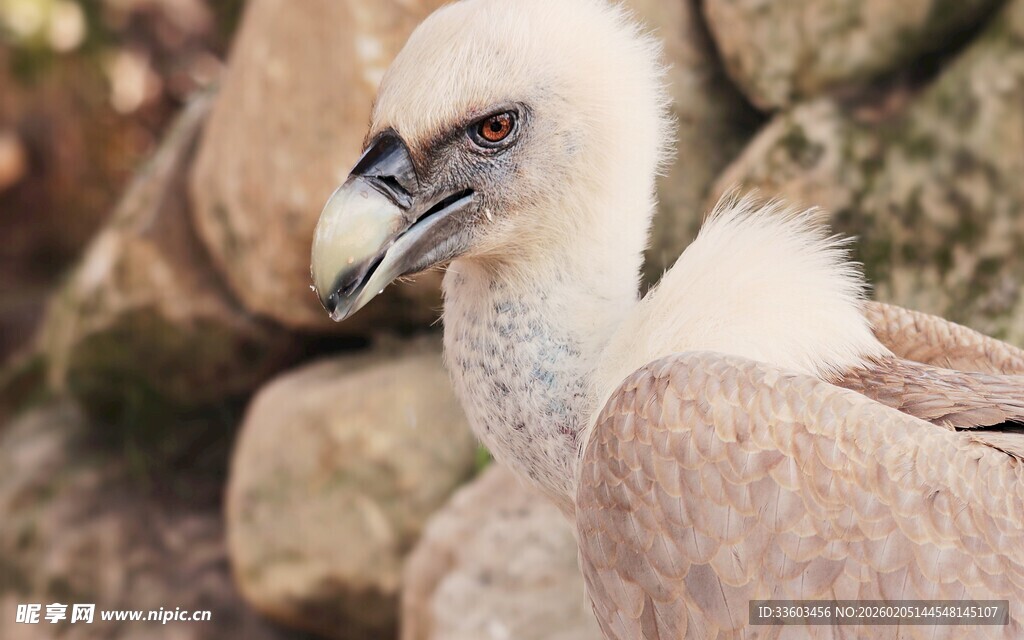 秃鹫特写