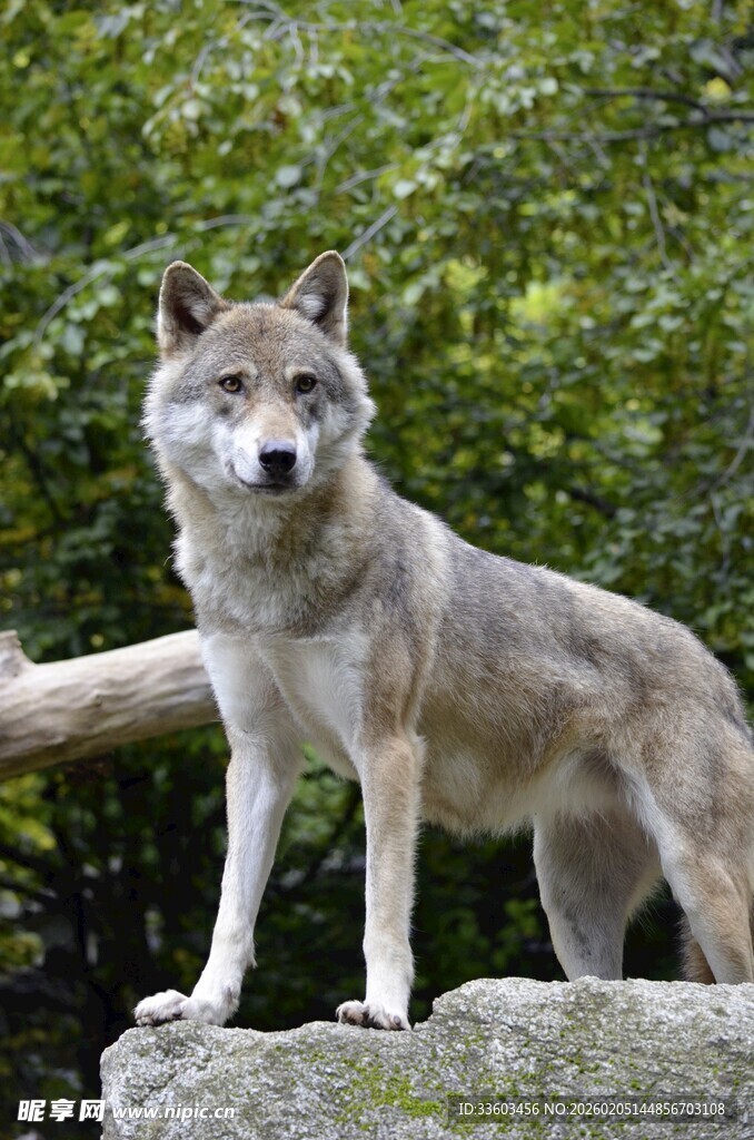 岩石上的威武灰狼