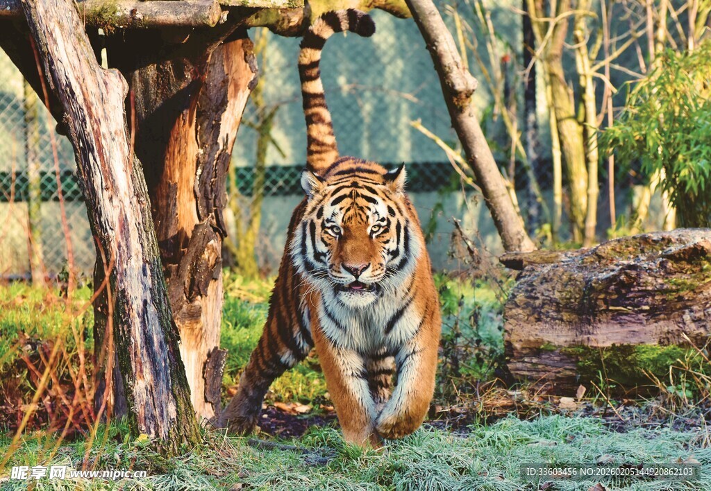 林间漫步的威武老虎