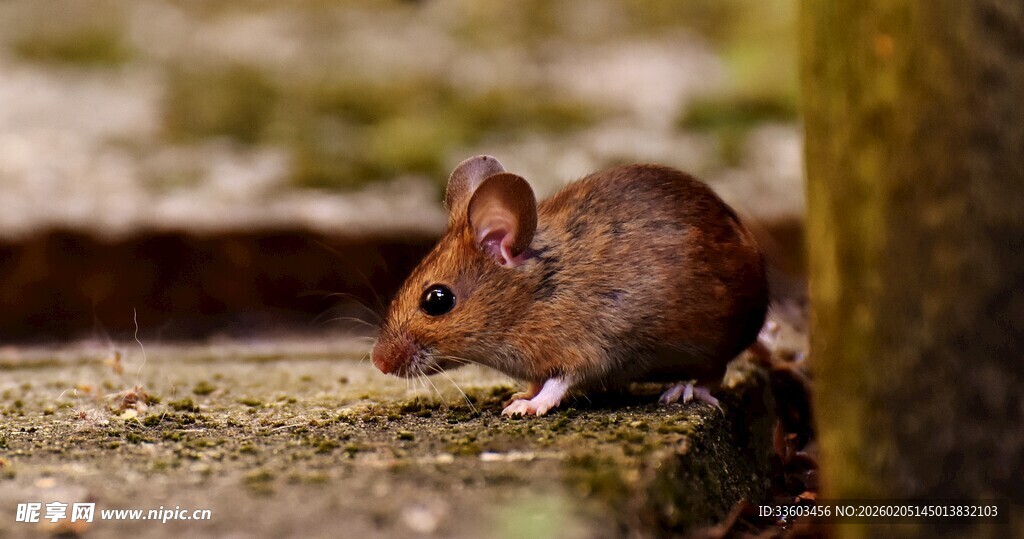 石上小褐鼠