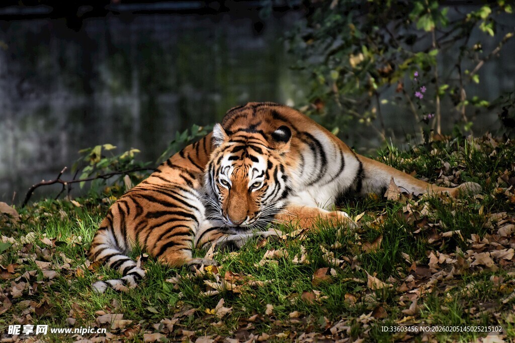 林中休憩的老虎