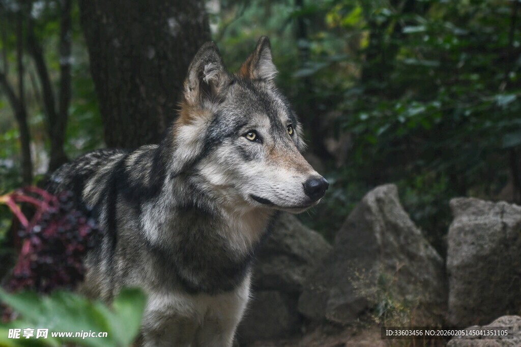 森林中的帅气灰狼